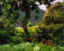 249px Rainforest Fatu Hiva 1